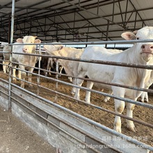 RNţ Bţ Tţ sţ300ţ