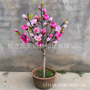 ����ͥԺ���m������t���m�����m�������ԾG�������L�����羰�^��