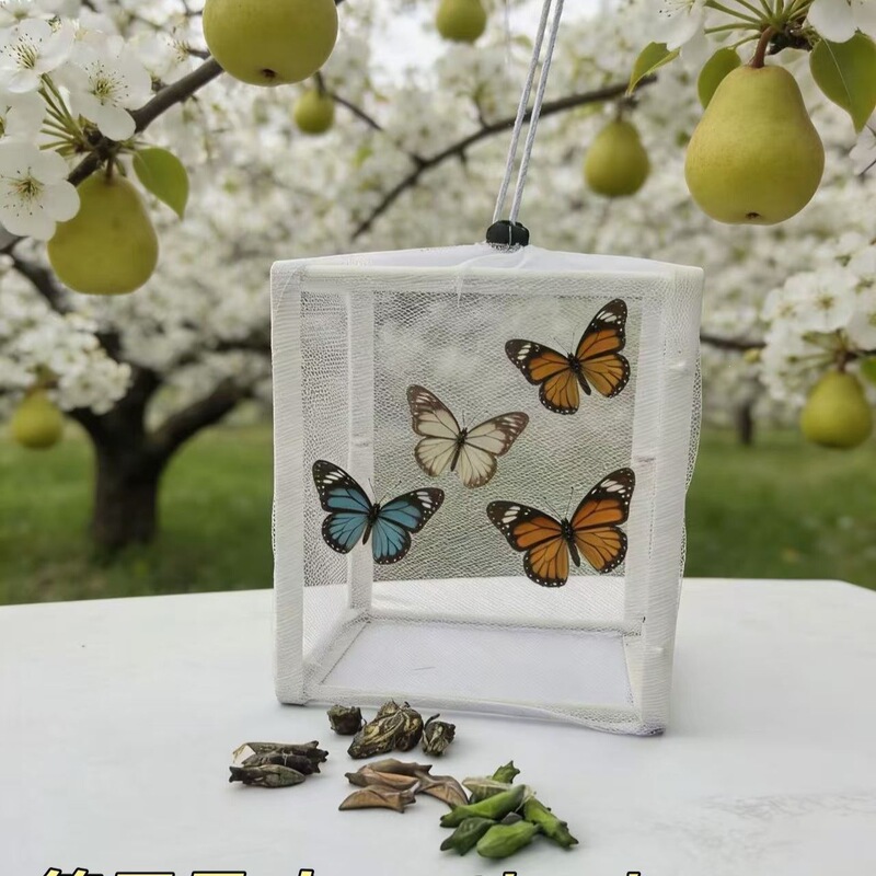 Real butterfly chrysalises that can hatch, non-toxic small pets, children's science observation and breeding kit