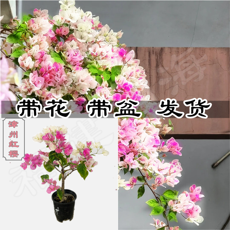 三角梅盆栽发货带花客厅植物庭院易活老桩四季开花室内阳台花卉