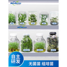 组培瓶苗铁皮石斛莲蓝莓甘薯生姜菊花多肉草莓种苗带瓶