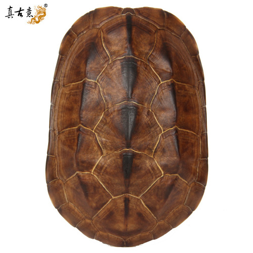 IYR7 Genuine Turtle Shell Craft Tool Decor Turtle Shell Craftsmanship Turtle Shell Copper Coin Home Carry-on Items