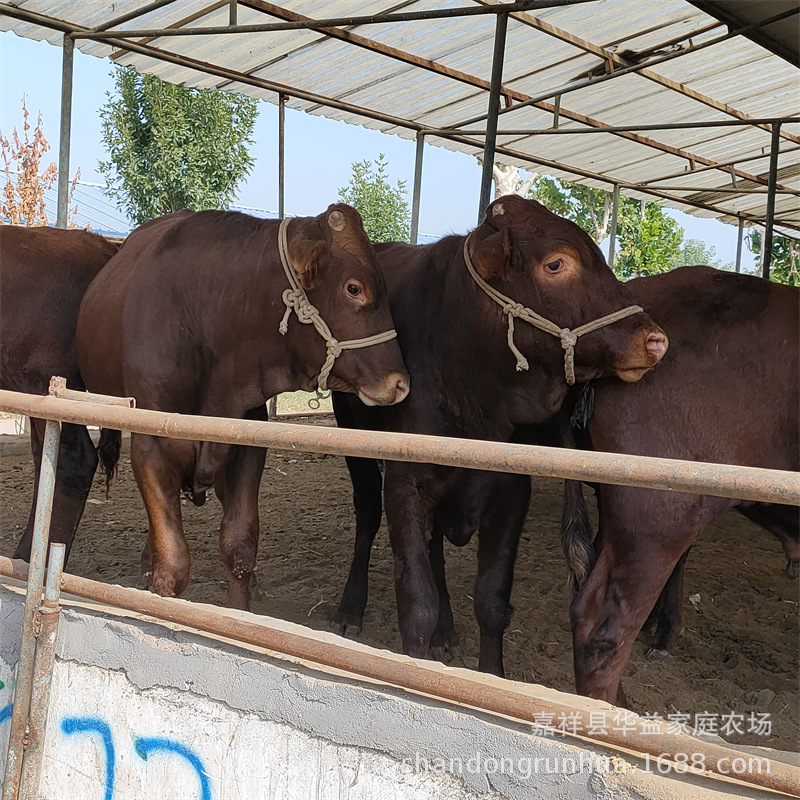 广西改良肉牛苗 西门塔尔牛犊6-7个月价格 利木赞牛鲁西黄牛种牛