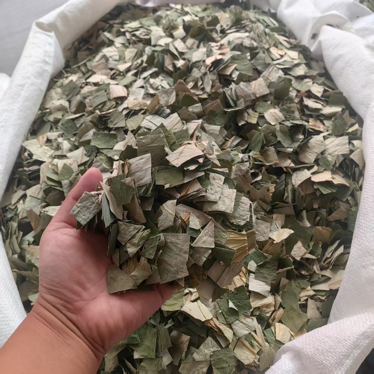 Dried Lotus Leaf He Ye 500g Herbal Tea Ingredient Green Cut Leaves for Infusions and Decoctions key features