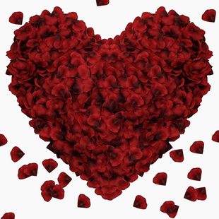 ���Sֱ�N1000Ƭ�b����õ�廨���c���������b��������T������