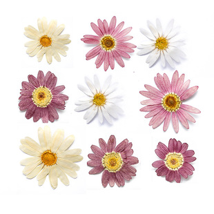 Margaret Specimen Dried Flower DIY Material Bag Dropping Glue Mobile Phone Shell Aromatherapy Candle Nail Art Photo Petal Makeup