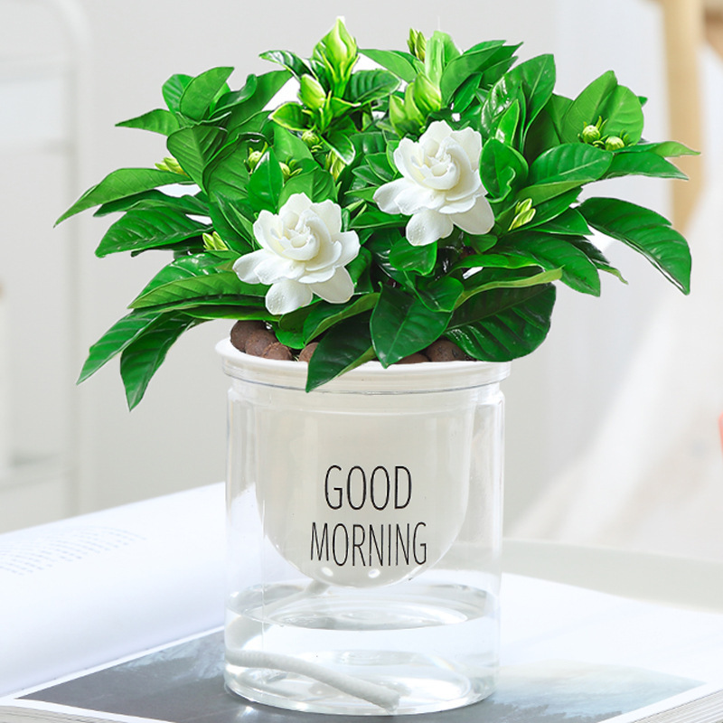 새싹이있는 스몰 사이즈 치자 나무 [북유럽 물 흡수 분지] + 비료