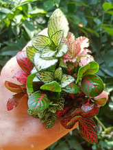 苔藓微景观DIY材料 网纹草单颗植物鲜活绿植生态缸水陆缸造景蕨类