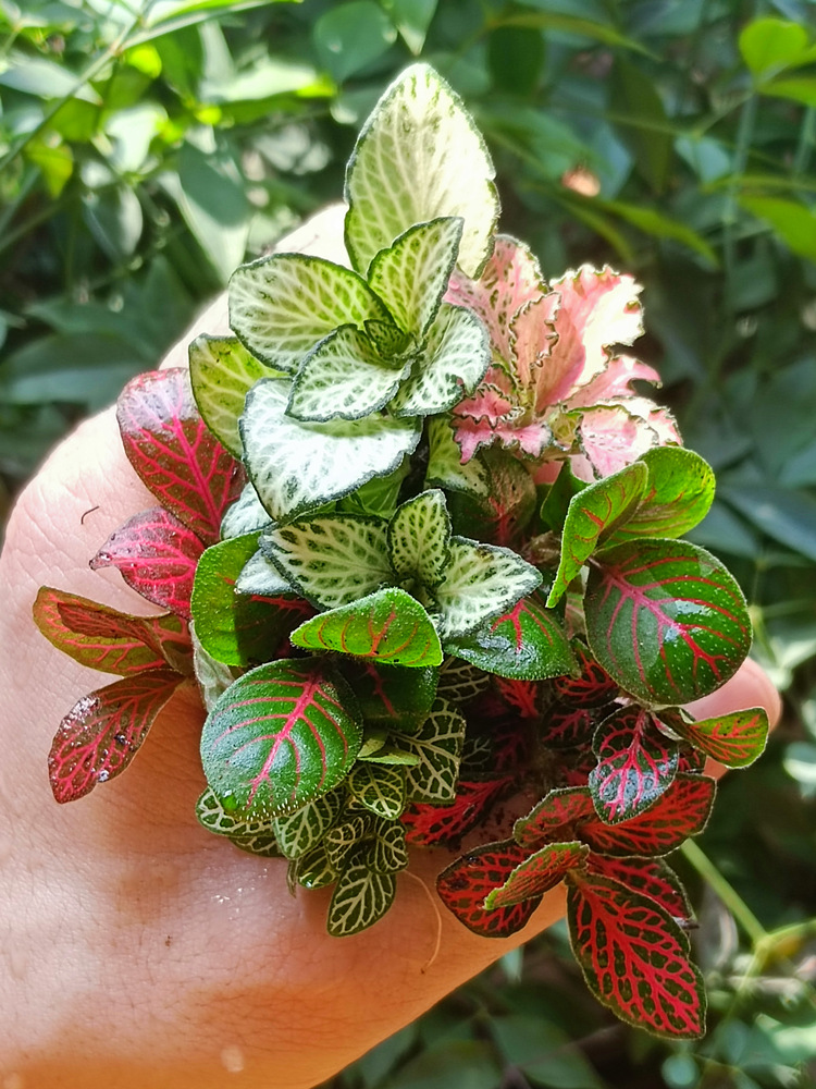 苔藓微景观DIY材料 网纹草单颗植物鲜活绿植生态缸水陆缸造景蕨类