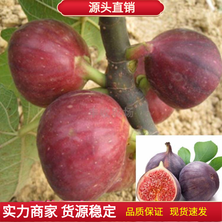 紫无花果种子 阳台庭院盆栽新品种果树种子蔬菜种子 无花果种子