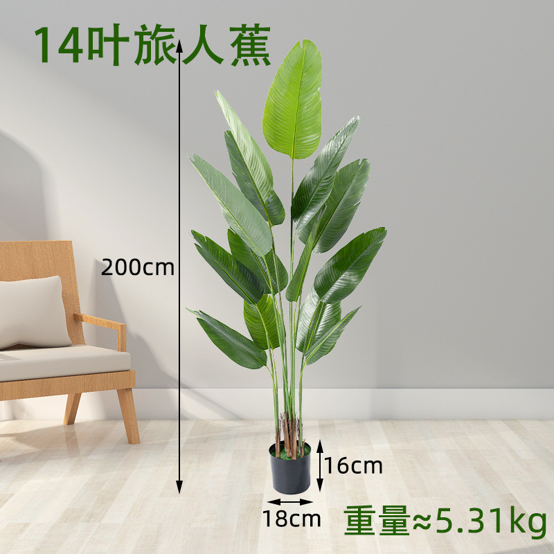 14 hojas de 200 cm de plátano