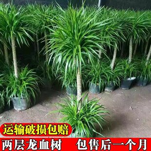 Dracaena Living Room Green Plants Purify the Air and Absorb Formaldehyde Potted Plants Indoor Office Internet Celebrity Old Pile Plants Are Easy to Survive