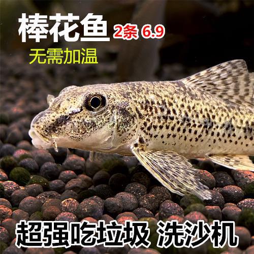 Stickfish, Chinese Ratfish, Eat Leftover Food, Fish Waste, Cold Water Cleaner Fish, Native Cold Water Cleaning Fish, Tool Fish