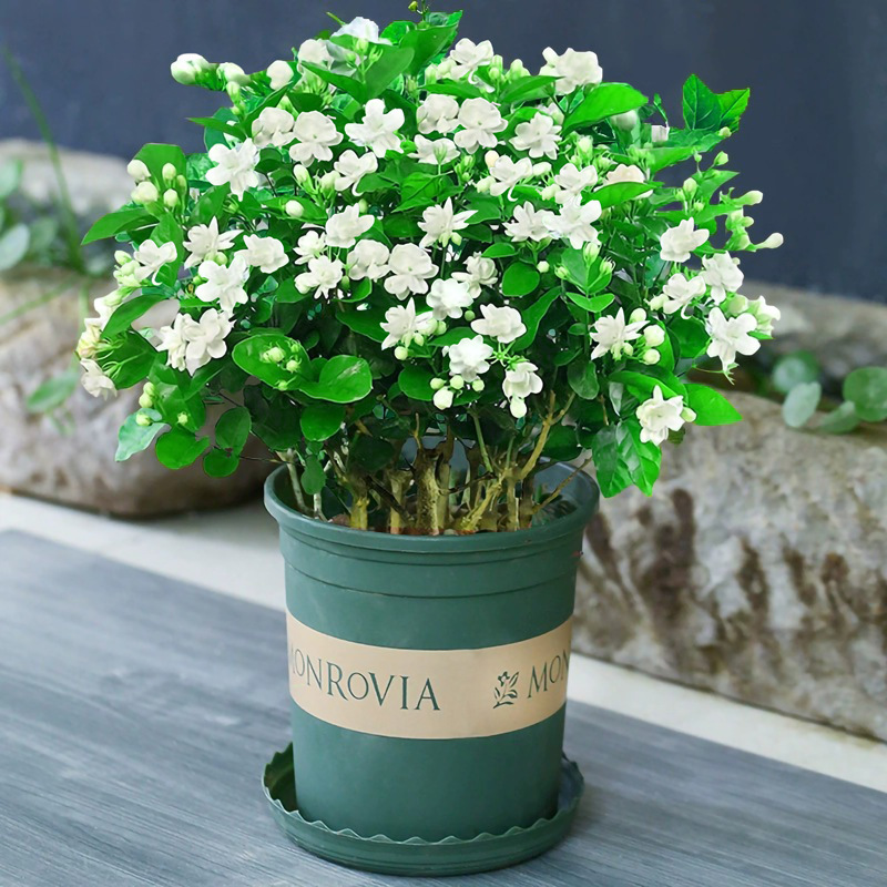 [싹 있음] 프리미엄 자스민 꽃 10개(갤런 화분) + 영양액