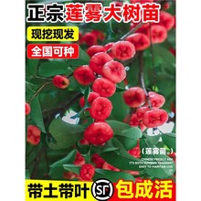 �ڽ���ɏ�F����޽�����Ʒ�N̨�����ǰűȎ������~���~�tͥԺ�Nֲ