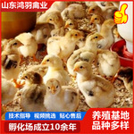 笨鸡脱温重2斤左右  青脚土鸡幼苗  出壳苗半大青年鸡