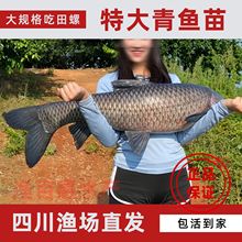 ��Ҏ�����~�絭ˮ�Bֳ�~������~�Ҳ��~���ݽz��·���~����]����