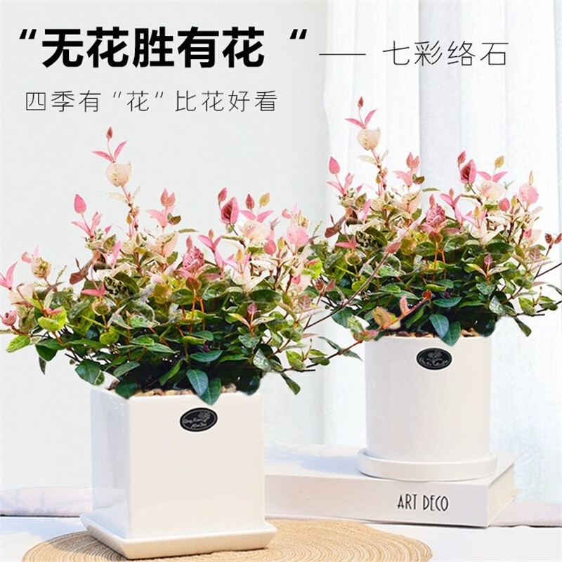 [Flower and Leaf Trailing Stone] Colorful Climbing Green Plants, Desktop Flower Potted Plants in the Office, Easy to Grow, Heat-Resistant and Cold-Resistant