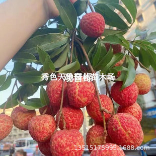 ��G��֦���^���G��֦���������СͥԺ�̨ͥԺ�@���Թ����玧��