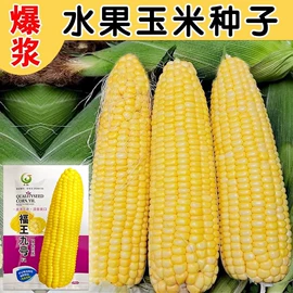 蔬菜种子;其他农业