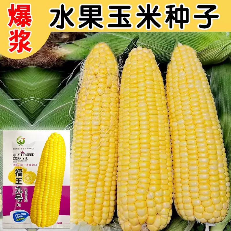 审定糯玉米甜玉米种子四季超甜水果玉米种籽高产白糯玉米种孑