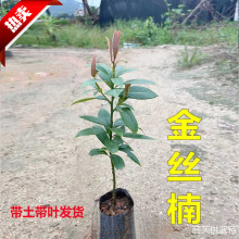 四季常青四川金丝楠木树苗树苗桢楠带土盆栽小叶大树名贵庭院绿化