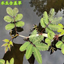 水生含羞草水培盆栽植物花卉净化水质微造景观室内外四季绿植包邮