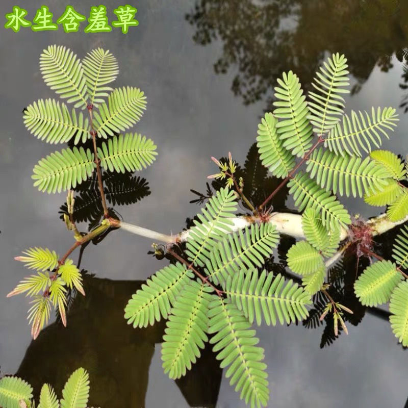 水生含羞草水培盆栽植物花卉净化水质微造景观室内外四季绿植包邮