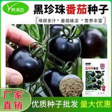 黑珍珠番茄种子黑色小西红柿圣女果种籽菜园阳台盆栽水果新品种