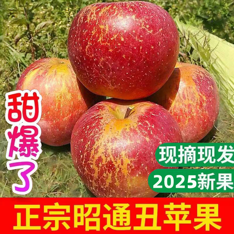 正宗云南昭通丑苹果水果新鲜当季整箱现摘冰糖心苹果甜脆一件代发