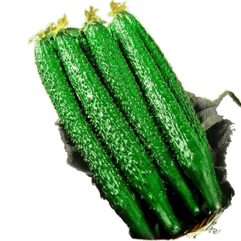 河北省農家の野菜グリーンハートとげのある果物キュウリ新鮮な生のキュウリはシャキシャキしていて美味しいとげのあるキュウリ卸売送料無料|undefined
