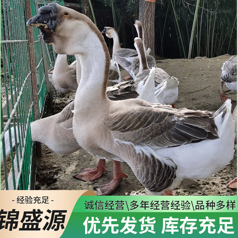 批发狮头鹅活苗 大品种狮头鹅幼苗狮头鹅一斤幼苗潮汕狮头鹅种蛋