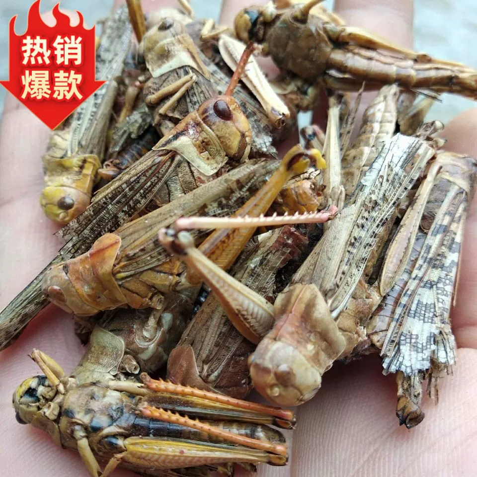 Сушеные кузнечики, сушеные саранчи, сушеные кузнечики, бесплатная доставка, китайские лекарственные материалы, порошок кузнечика для помола, корм для птиц, прочее Хуай