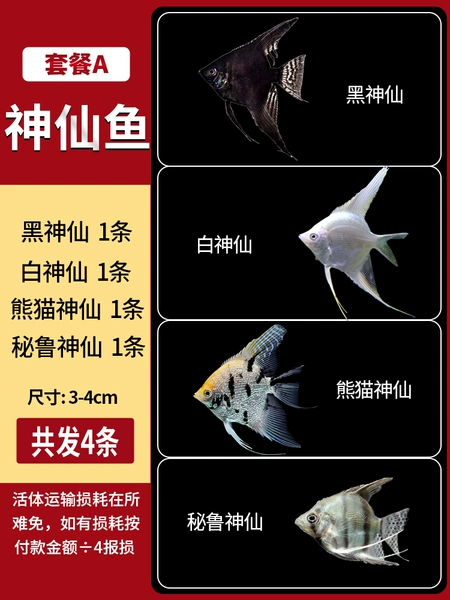 【3-4cm】Package A Four kinds of angel fish