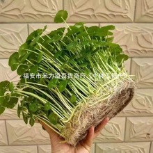 �~�X��ˮ��ֲ���k�����������Խ��X�ݻ����҃�ˮ�B�Gֲ����ȩ