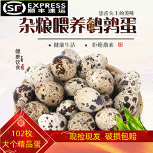 ��S���]���r�g��������102ö�r���s�ZС�B�������oʳ��һ��