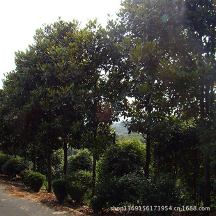 Wholesale Magnolia Tree Saplings with a Chest Diameter of 8-10 - 15-20cm Magnolia Tree Seedlings, White Magnolia and Red Magnolia Have High Survival Rates