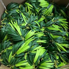 仿真塑膠竹葉 1公斤 1100片左右插毛竹 布竹葉膠竹葉各種竹子批發