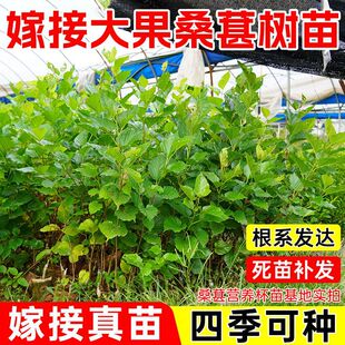 ����ֱ�lɣ�ؘ�����ɣ���ڼ޽����Ե��ϱ����Nֲɣ���缃��