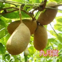 麻皮九月黄果树八月瓜苗三五叶木通果黄蜡果月瓜炸牛卵坨拿藤那藤