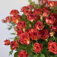 һ�����l�ɿ��������¼������_��õ���ļ����Ի�������ֲ���Gֲ