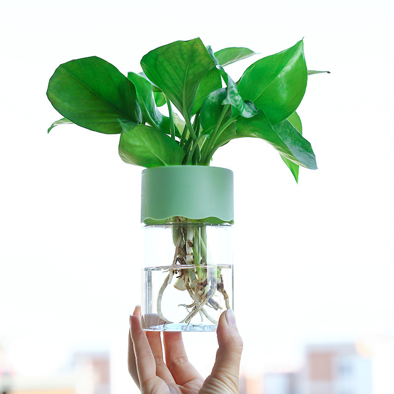 Hidroponía transparente simple maceta de plástico de flor de rosa verde vasijas redondas sala de estar oficina fábrica de decoraciones para el hogar