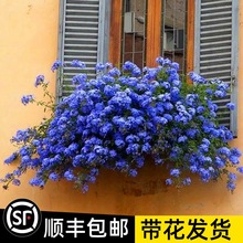 �{ѩ�����ļ��͟���Bֲ�������̨ͥԺ������Ԯ�������܎����׻�