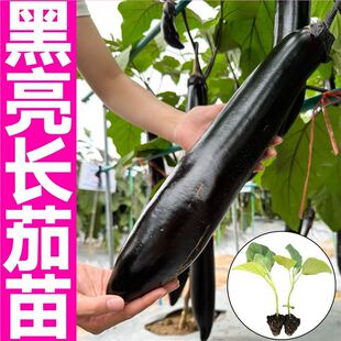 ɽ�|�۹��Ϻ��L�������������߮a��ſ�ܺڈA�ѷN���ļ����Դ���