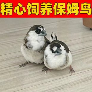ʮ���ñ�ķ�B�����Bһֻ�������T���B���B�÷�ֳ���Bľ�|