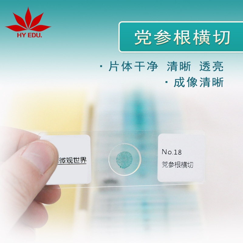 党参根横切 组织细胞玻片草本植物类切片标本 教学实验显微镜观察