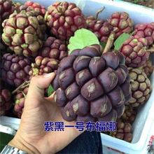 黑老虎苗布福娜苗黑老虎树苗水果苗爬藤酒饭团南北方种植当年结果