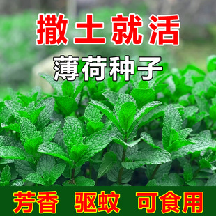 ��ʳ�ñ��ɷN�����m�㙎����؈�����ļ����N�҃��̨���Ի��N����