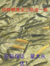 虹鳟金鳟观赏鱼淡水鱼溪流冷水鱼开箱包活