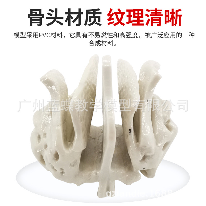 �ǵ���ɸ�ǷŴ����ģ�� �����������ģ�� �ǿ�ҽѧ�����̾�